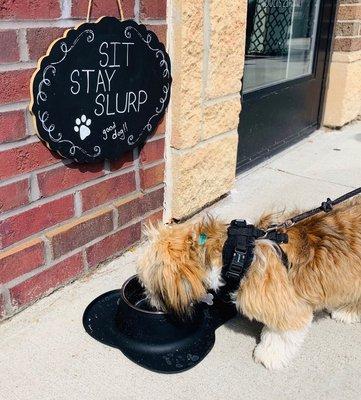 Dog Watering Station at Remedy Bar