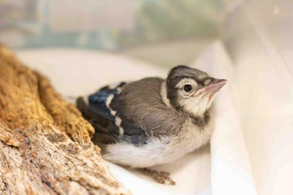Greenwood Wildlife Rehabilitation Center