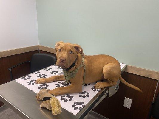 Final puppy vaccination visit! Another great visit.