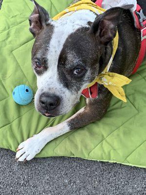 Irondequoit Animal Hospital