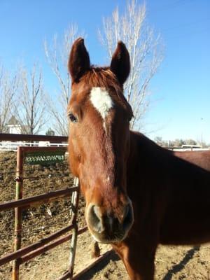 Hope Equine Healing Inc