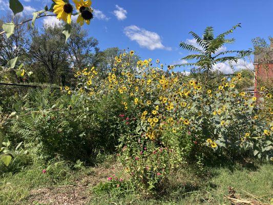 Coahoma Orchards- Dail Chambers