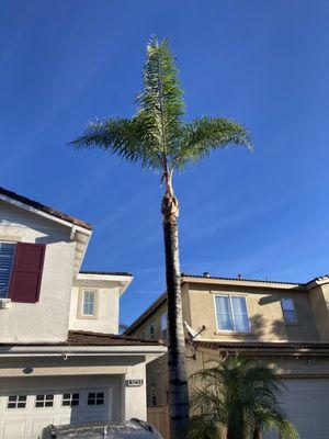 Lobato's Tree Service