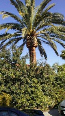 Jose’s Tree Service & landscape