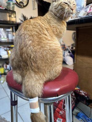 Baylor Animal Clinic