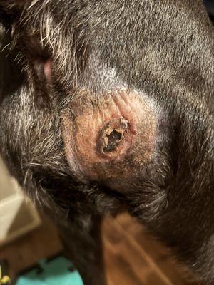 Mu Veterinary Health Center