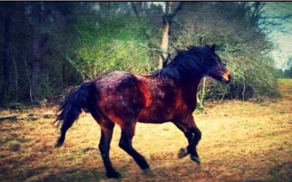 My horse excited about good care for his owner/friend