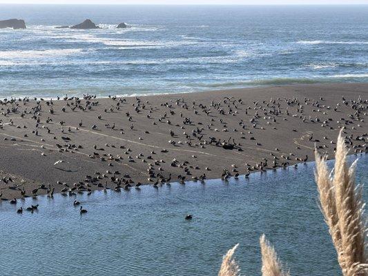 The mouth of the Gualala river meets the Pacific Ocean and the birds meet to celebrate!