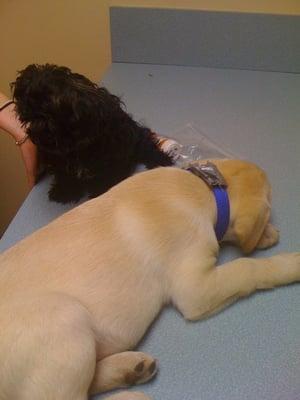 Animal Care Center at Cherry Way