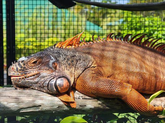 Red iguana