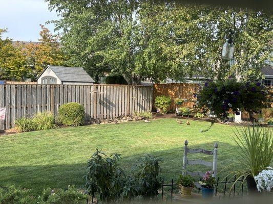 Mallard Ducks mum hung on their cracked corn!