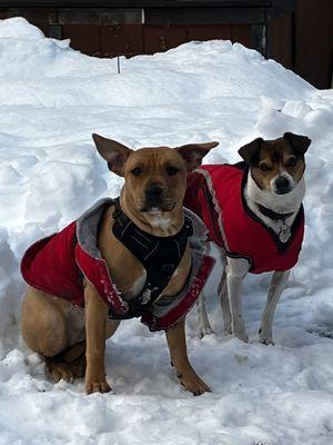 Alpine Veterinary Hospital & House Calls