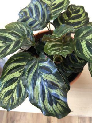 NAKA Tax & Insurance Services