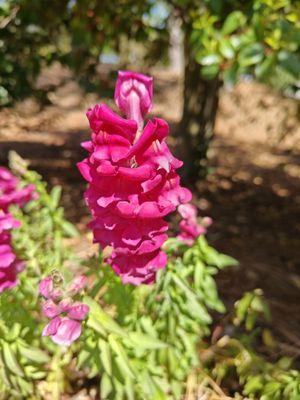 Alpharetta Public Library