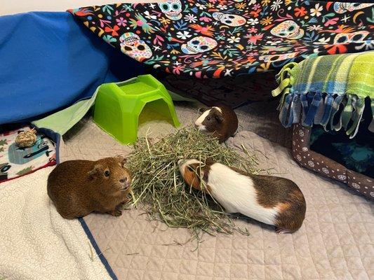 Chocolate, Bruno, and Tucker