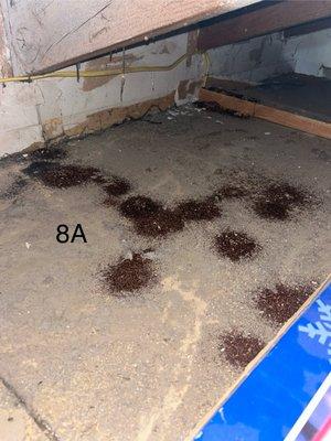 All American Termite And Pest Control