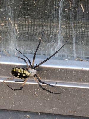 All Pro Exterminating