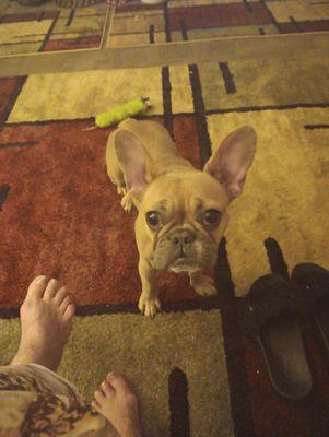 Missaukee Humane Society