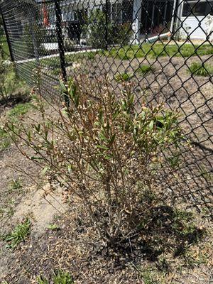 Kenny's Place Nursery