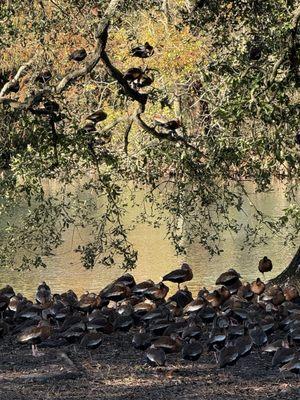 Bird Island Preserve