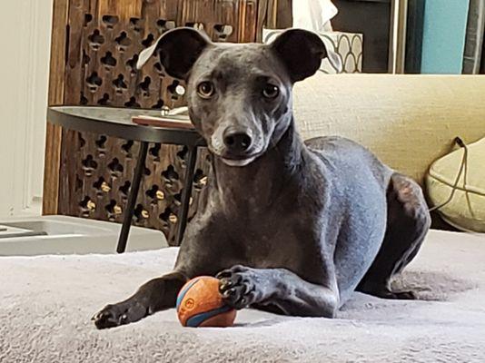 Road Runner Pet Nanny