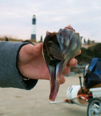 Tybee Beach Ecology Trips