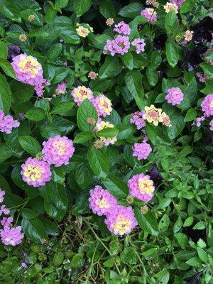 Always growing and renewing day by day!