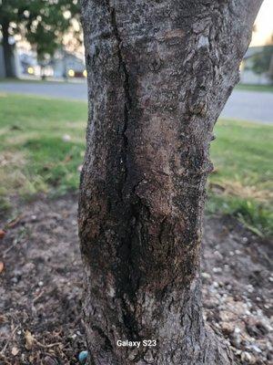 Tree Masters Tree Service