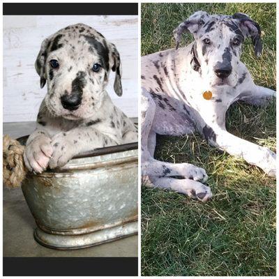 Doctor muzzled my puppy and kept recommending training to help dicipline our pup. Took no time to make our dane comfortable.