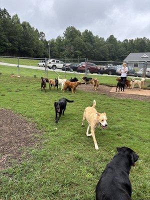 Upstate Dog Training & Pet Resort Greer