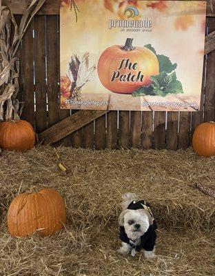 Promenade at Sunset Walk