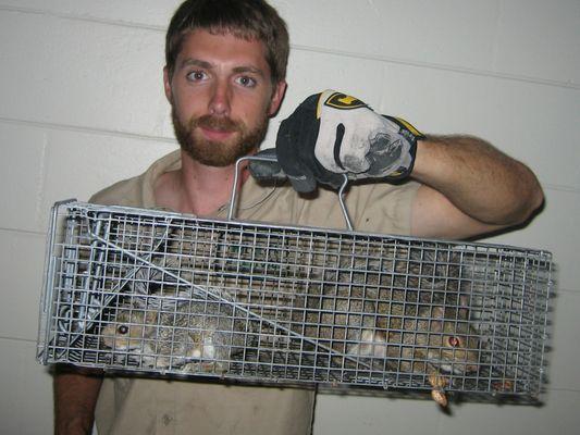 Wildlife Removal Fairfield