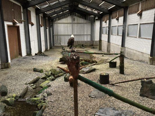 Alaska Raptor Rehabilitation Center