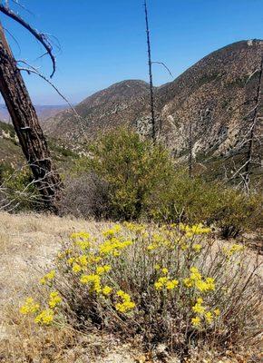 Mt. Pacifico Campground