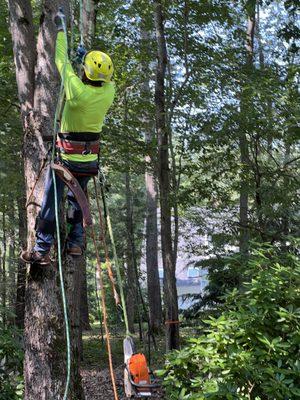 Saldana Tree Services & Landscaping