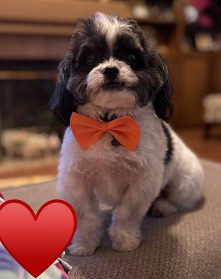 Yukiko's Dog Grooming