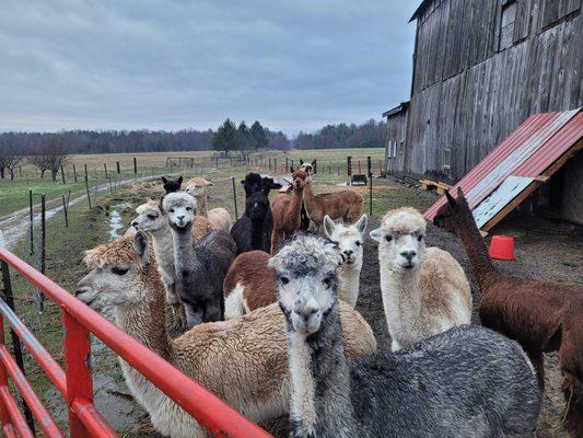 Some of Annadele Alpacas farm animals.