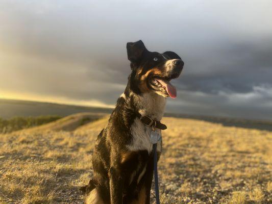 Puppy Love for Everyone