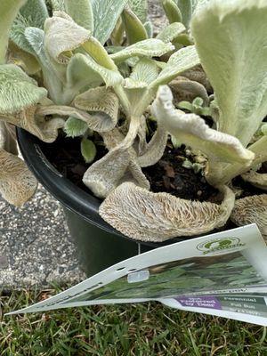 Stonehedge Landscaping & Garden Center