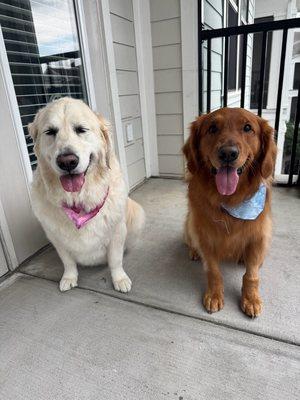 Shaggy Dog Mobile Dog Grooming