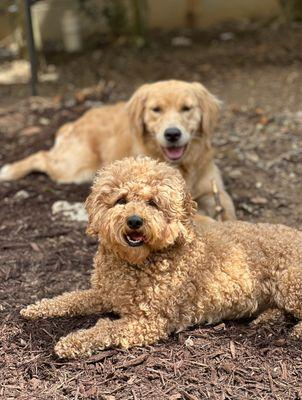 Pups Enjoying Daycare