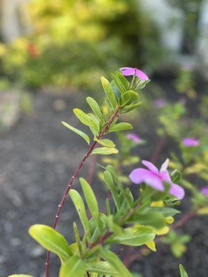 Yoders Tree And Landscaping