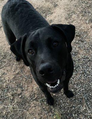 Westwood Veterinary Hospital