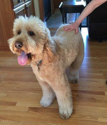 Desiree has been our groomer for over a year now. She does an amazing job on our boy, Chester! We highly recommend her!