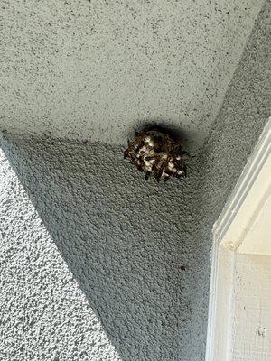 Eastvale Pest Management