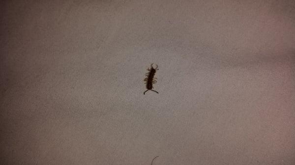 After a rude awaking of a bug in my ear I found this one in my bed. There was another on the bathroom floor.