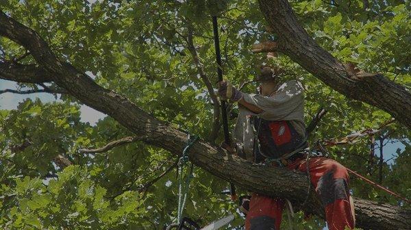 Houston Arbor Care Tree Service