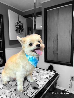 From The Hart Pet Services