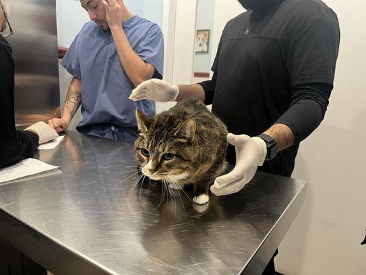 Trouble's 1st visit @ vet in 3 yrs! They took good care of her~