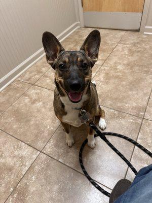 Animal Hospital of North Gwinnett
